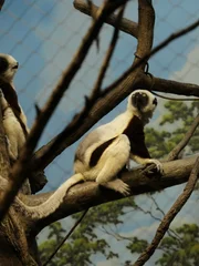 Sifaka on exhibit.