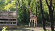 Giraffen