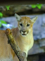 Puma’s on exhibit.