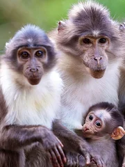 Zoo Celebrates the Birth of Two White Crowned Mangabeys. The half brother and sister, sired by the dominant male Danzo, were born just two weeks apart to mothers Monifa and Maull.