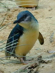 Little Penguins
