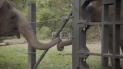 Elephants