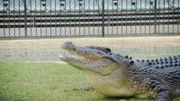Crocodile