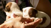 A basket full of cute puppies.