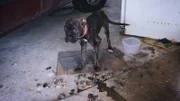 Animal cruelty in a neglected house and a bleeding pit bull who has to go to the vet as quickly as possible