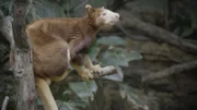 Tree kangaroo.