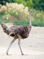 Ostrich