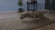 Caleb trying to run.