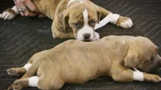 The puppies suffer from the so-called swimmer syndrome.