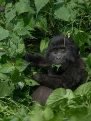 "A young mountain gorilla, gorilla beringei beringei, eating in a field of nettles."