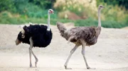 Ostriches