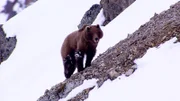 Bär im Schnee.