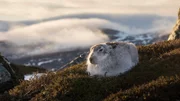 Wenn kein Schnee liegt, ist der sonst so gut getarnte Schneehase leichte Beute für Raubtiere.