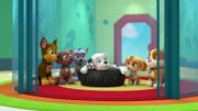 L-R: Chase, Zuma, Rocky, Marshall, Skye, Rubble