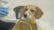 Canine watches officer as they unwrap a sandwich after having alerted to the bag.