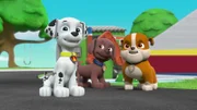 L-R: Marshall, Zuma, Rubble