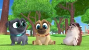 First from left: Bingo, second from left: Rolly