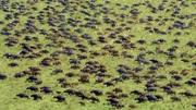 Afrikanische Büffel finden sich zu großen Herden von bis zu 2000 Tieren zusammen.