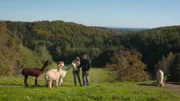 Alpakas auf der Weide.