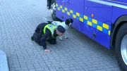 Maja, dog checks buss