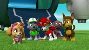 L-R: Skye, Rocky, Marshall, Zuma, Chase