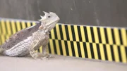 The Giant Horned Lizard during testing.