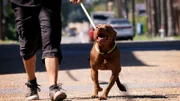 The greatest caution is required, because the fleeting four-legged friend does not seem to be of the peaceful kind!