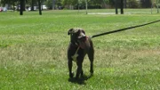 JORDAN ADOPTION: Adopter being filmed walking dog after home check.