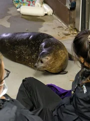 Harbor Seal Sydney at New York Aquarium.
