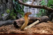 A king cobra is on exhibit.