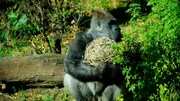 Gorilla.