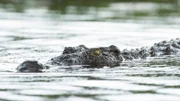 Crocodile swimming in water.