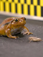 A Tomato Frog in the Testing Area.