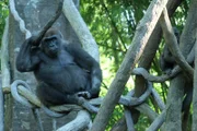 Gorilla on exhibit.