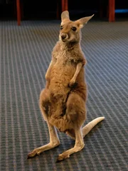 Red Kangaroo Troody.