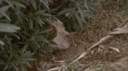 The committed animal rights activist rescues stray BB.