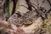 A rattlesnake is on exhibit.