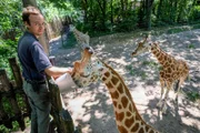 Joseph Nappi bei der Fütterung der Giraffen.