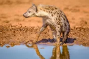 Eine Tüpfelhyäne beim Trinken in der Hitze des Tages. Eigentlich sind diese Tiere allerdings meist nachtaktiv.