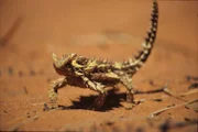 thorny devil -