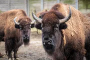 A view of a Bison.