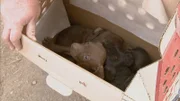The investigators find three puppies.