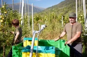 Florin Pichler (re.) bei der Apfelernte: Er betreibt Bio-Landwirtschaft.