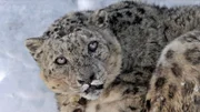 a snow leopard
