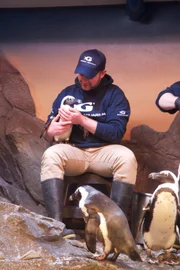 Jason Jones holding a penguin.
