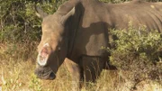 rhinoceros