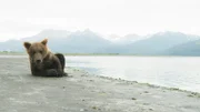 ein Bär