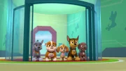 L-R: Rocky, Rubble, Skye, Chase, Zuma