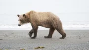ein Bär