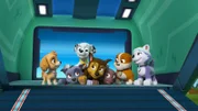 L-R: Skye, Rocky, Marshall, Chase, Zuma, Rubble, Everest
